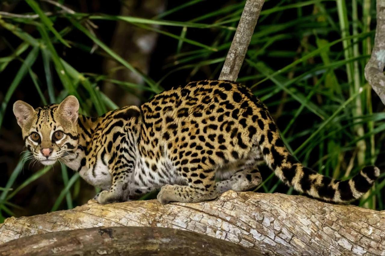 Southwild Pantanal Lodge Pixaim Exterior foto